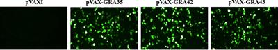 Protective immunity induced by DNA vaccine containing TgGRA35, TgGRA42, and TgGRA43 against Toxoplasma gondii infection in Kunming mice